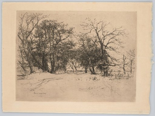 At the Edge of the Forest