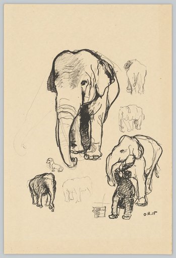 Elephant Studies with the Dachshund of the so-called Miss Cumbuck