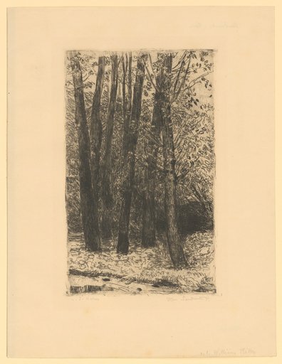 – Group of Tall-Stemmed Deciduous Trees