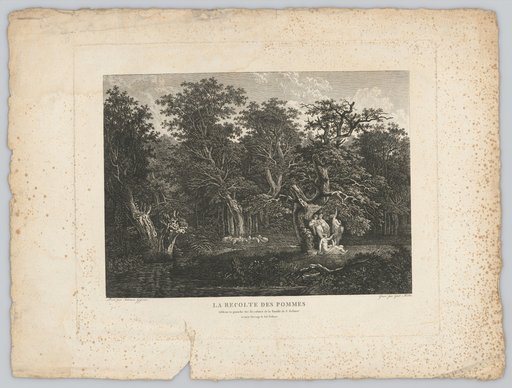 Apple Harvest