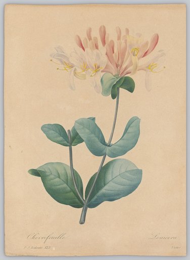 Honeysuckle (Lonicera)