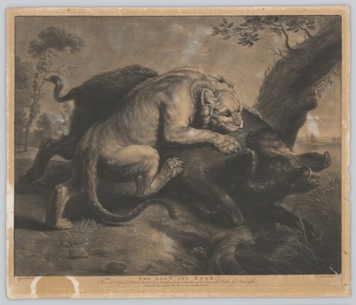 The Lion Bites the Fleeing Boar in Mid-Jump