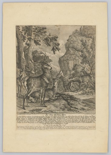The Noble Stag's Age
