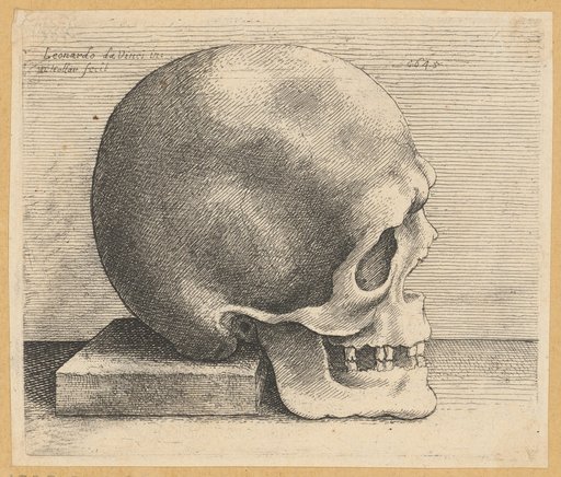 Skull