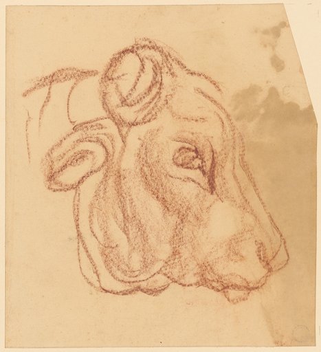 Bull's Skull in Profile to the Right