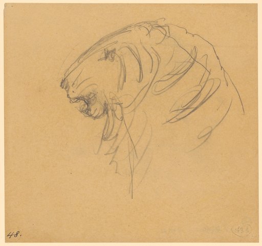 Tiger's Head