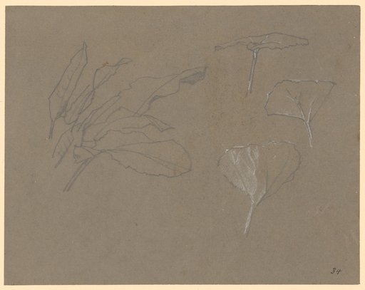Various Leaf Forms