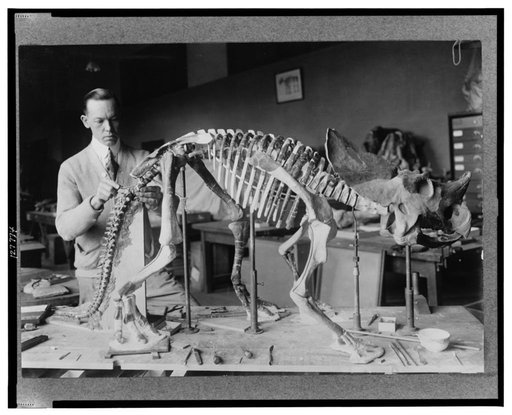 Norman Ross of the division of Paleontology, National Museum, preparing the skeleton of a baby dinosaur some seven or eight million years old for exhibition