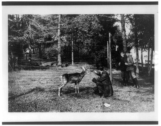 Man feeding a deer at the National Zoo, Washington, D.C.
