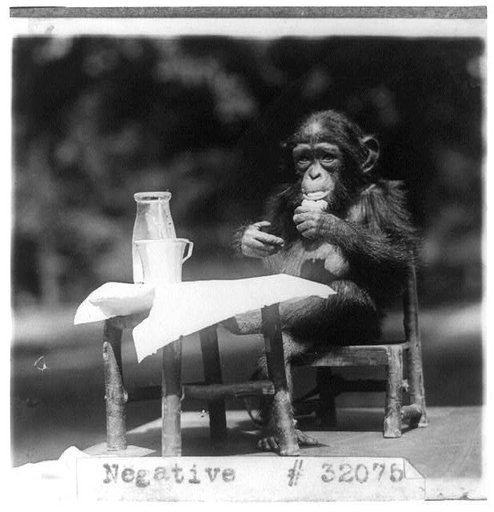 Chimpanzee seated at table with bottle and glass at the National Zoo, Washington, D.C.