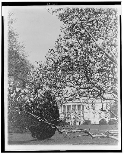 Spring flowers in the National Capitol--The magnolias are the first to bloom