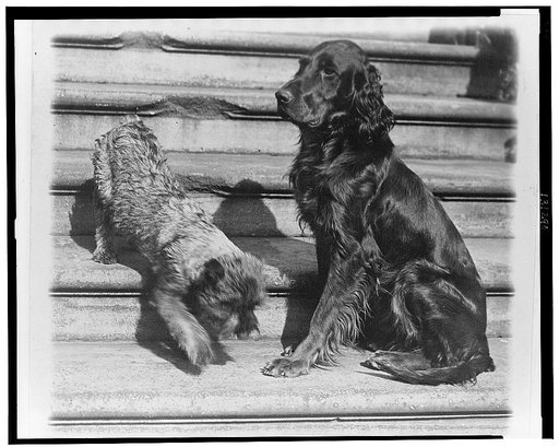 Whoopie and Englehurst Gillette two of the White House dogs with Robert R. Robinson