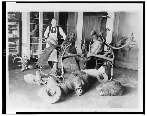 George Marshall, dean of the taxidermists at the National Museum, photographed with some of the historic White House trophies which he is at present renovating