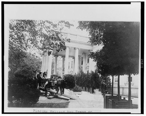 Placing Holland bay trees on the west wing of the White House for the summer season