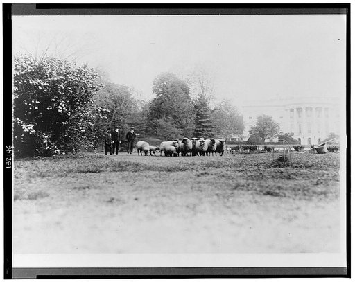 Three men with White House sheep on south lawn