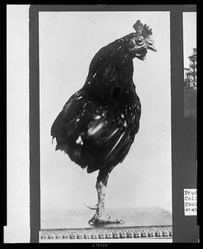 One-legged rooster, pet of the Roosevelt children