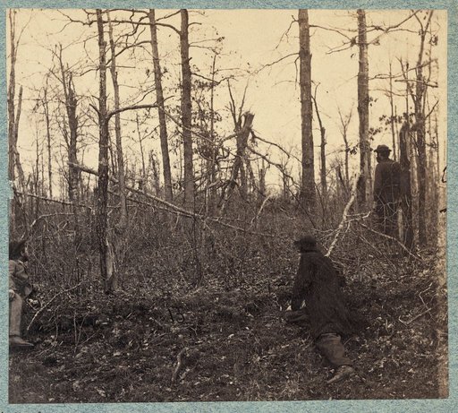 Trees shattered by artillery fire on south side of Plank Road near where Gen. Stonewall Jackson was shot