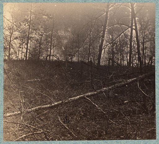 Trees shattered by artillery fire on south side of Plank Road