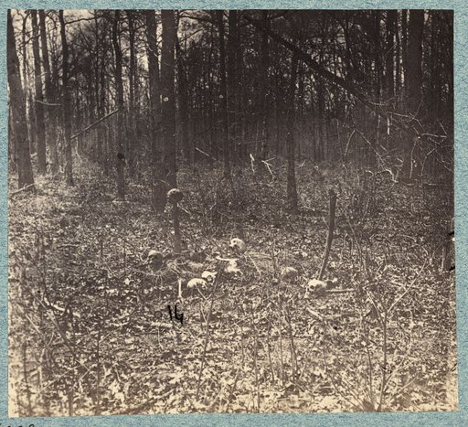 Skulls and bones of unburied soldiers on south side of Plank Road in 1865