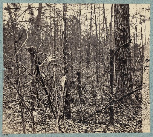 Views in the woods between Palmers and Spotswoods Houses at point where Federals carried Confederate entrenchments