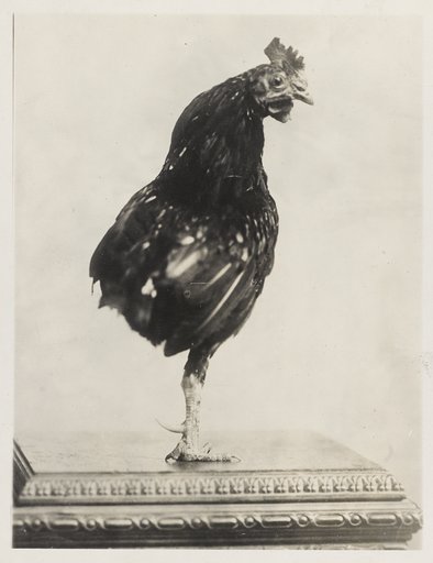Theodore Roosevelt's pet one-legged rooster