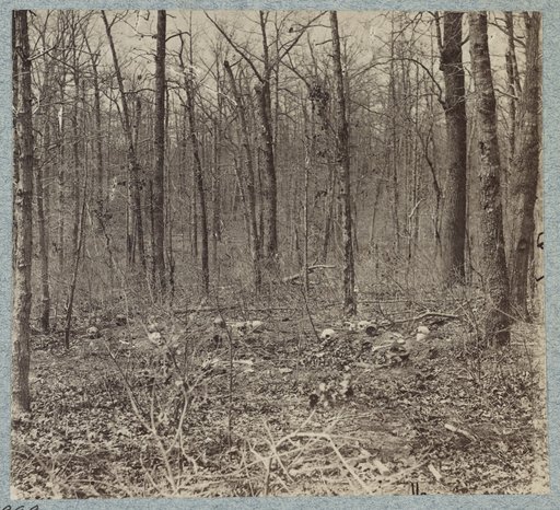 Skulls and bones of unburied soldiers on south side of Plank Road in 1865