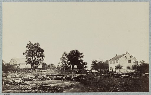 The battle-field of Gettysburg. Dead horses of Bigelows (9th Massachusetts) Battery