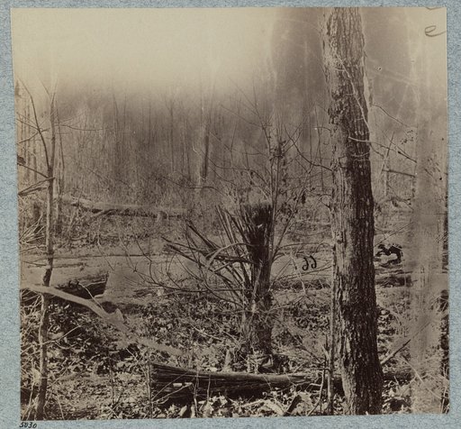 Scene of General Wadsworth's death. Tree in foreground was shattered by shell that killed his horse
