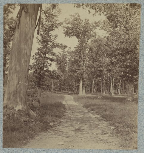 North Woods - near Dunker Church taken after the war
