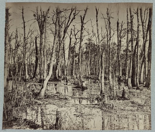 Swamp on Appomattox River, Va., near Broadway Landing