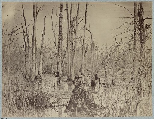 Swamp on Appomattox River; near Broadway Landing