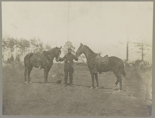 Col. Sharpe's horses, Falmouth, Va., April, 1863