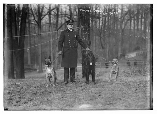 Policeman, police dogs, New York City