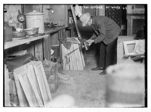 Rat catcher at work