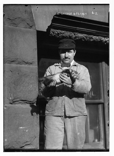 Rat catcher and ferret