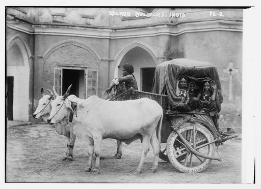 Sacred bullocks [before cart of Nautch girls], India
