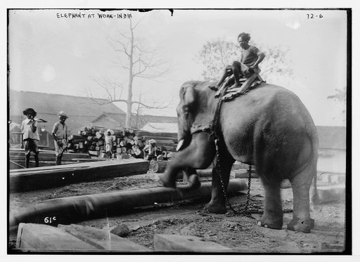 Elephant working, India