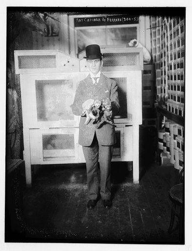 Rat Catcher & Ferrets