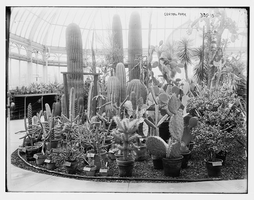 Central Park: Cactus show