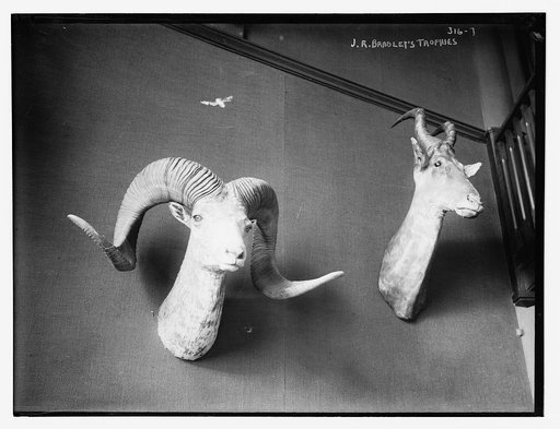 J.R. Bradley's animal trophies