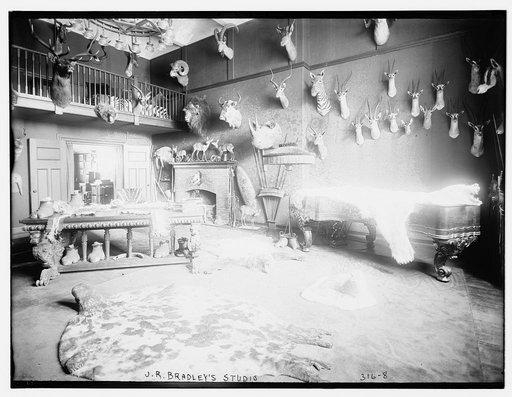 J.R. Bradley's animal trophies