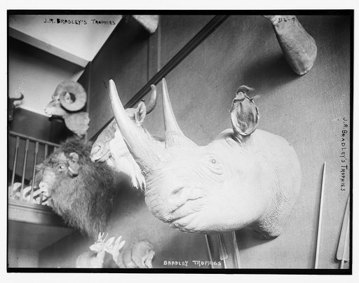 J.R. Bradley's animal trophies (rhino)