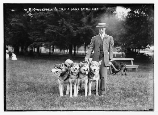 M.R. Guggenheim & Eskimo dogs at Mineola