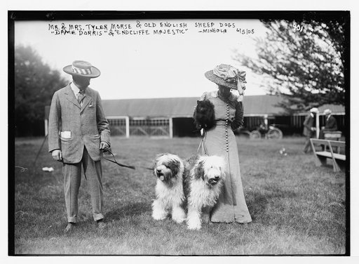 Mr. & Mrs. Tyler Morse with Old English Sheep Dogs, "Dame Dorris" and "Endcliffe Majestic" - Mineola
