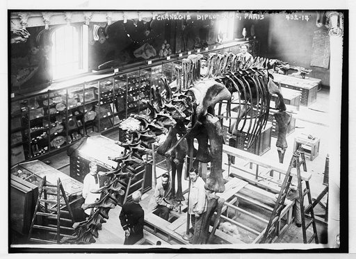 Carnegie Diplodocus, Paris