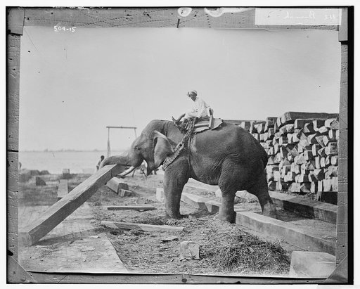 Burmah: elephant working