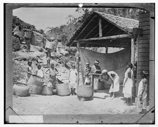 Weighing tea: Ceylon