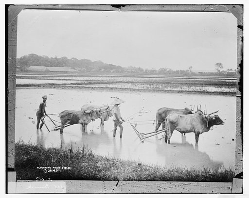 Burmah: working in rice field