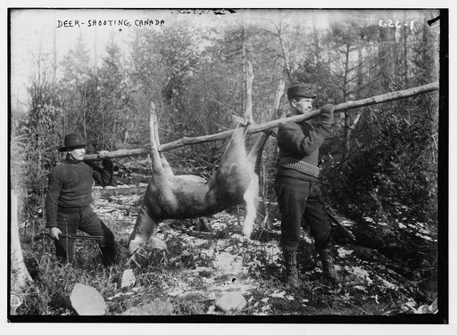 Deer shooting Canada