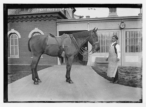 President Taft's horse - "Surette"
